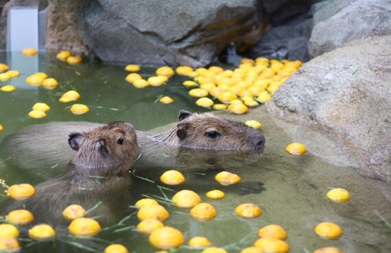 熊本で子育てに悩んでいるママへのカウンセリングを行っています